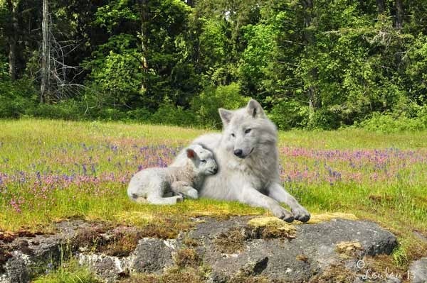 A wolf and a lamb resting together in a field