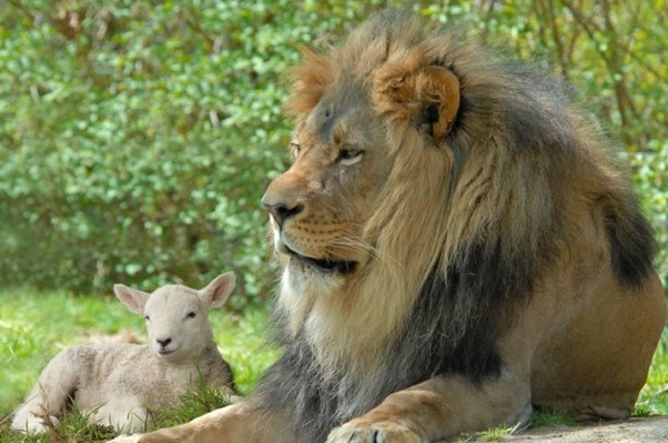 A lion and a lamb resting together